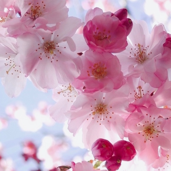 Meet your Posher, Lori - Picture 1 of 1